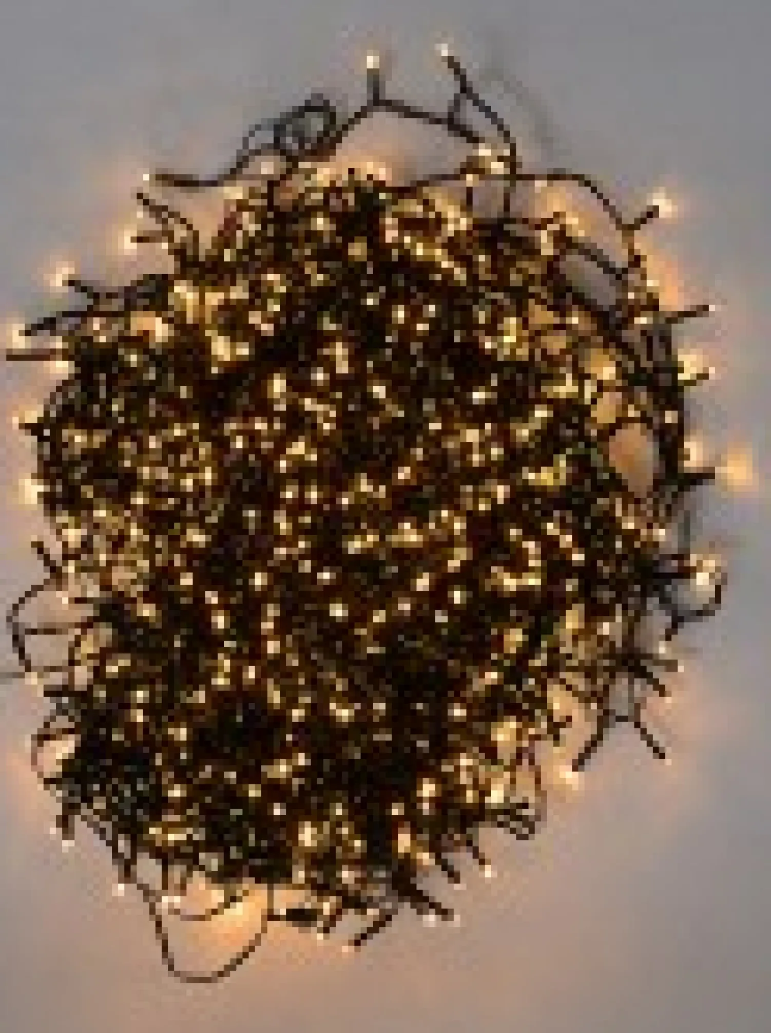 Christmas Warehouse 1000 Warm White Led Concave Bulb Wifi Christmas Fairy String Lights - 50M> Led Fairy Lights