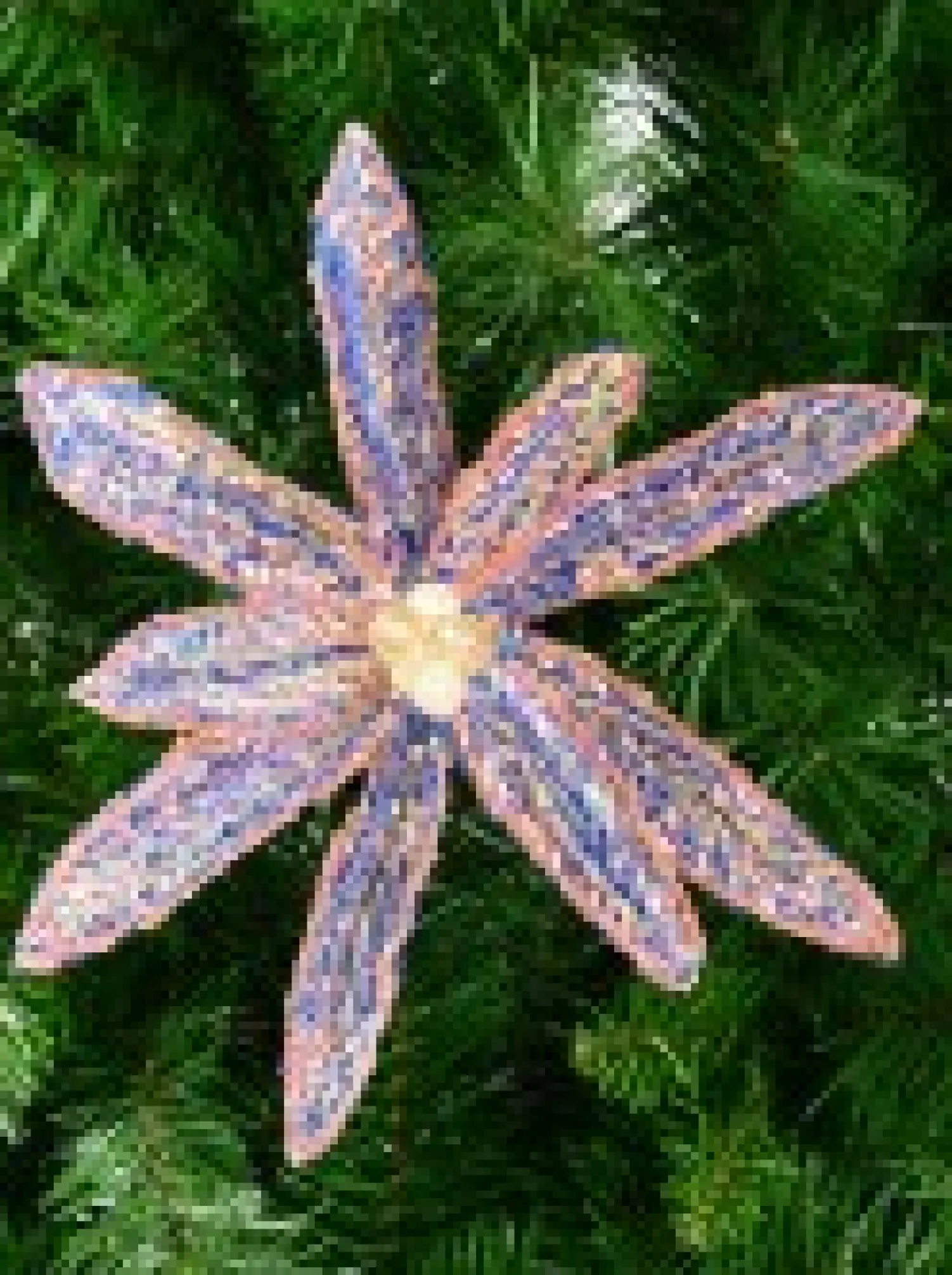 Christmas Warehouse Blue Poinsettia With Iridescent Sequins & Pink Edges Flower Pick - 26Cm> Christmas Picks