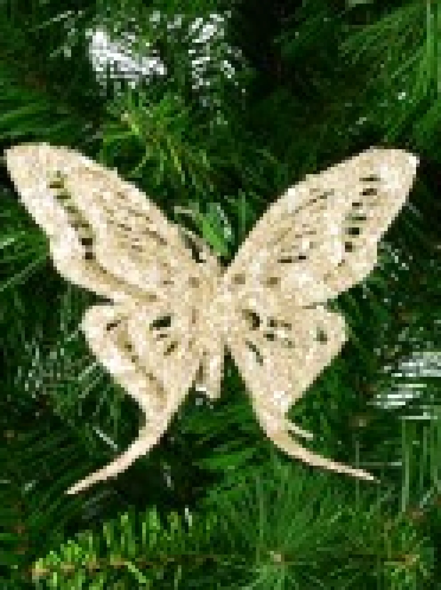 Christmas Warehouse Champagne Butterfly With Glitter & Flecks Christmas Critter Pick - 16Cm> Christmas Picks