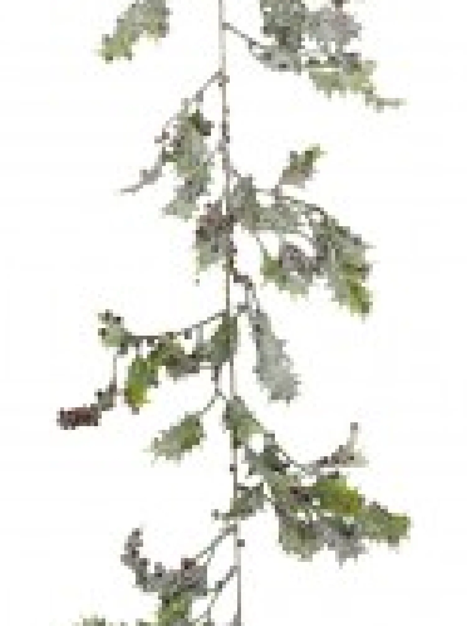 Christmas Warehouse Frosted Christmas Holly Leaves & Berries Vine Christmas Garland - 1.8M> Christmas Garlands