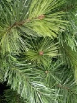 Christmas Warehouse Slimline Pine Traditional Christmas Tree With 502 Tips - 1.8M><noscript><img width=