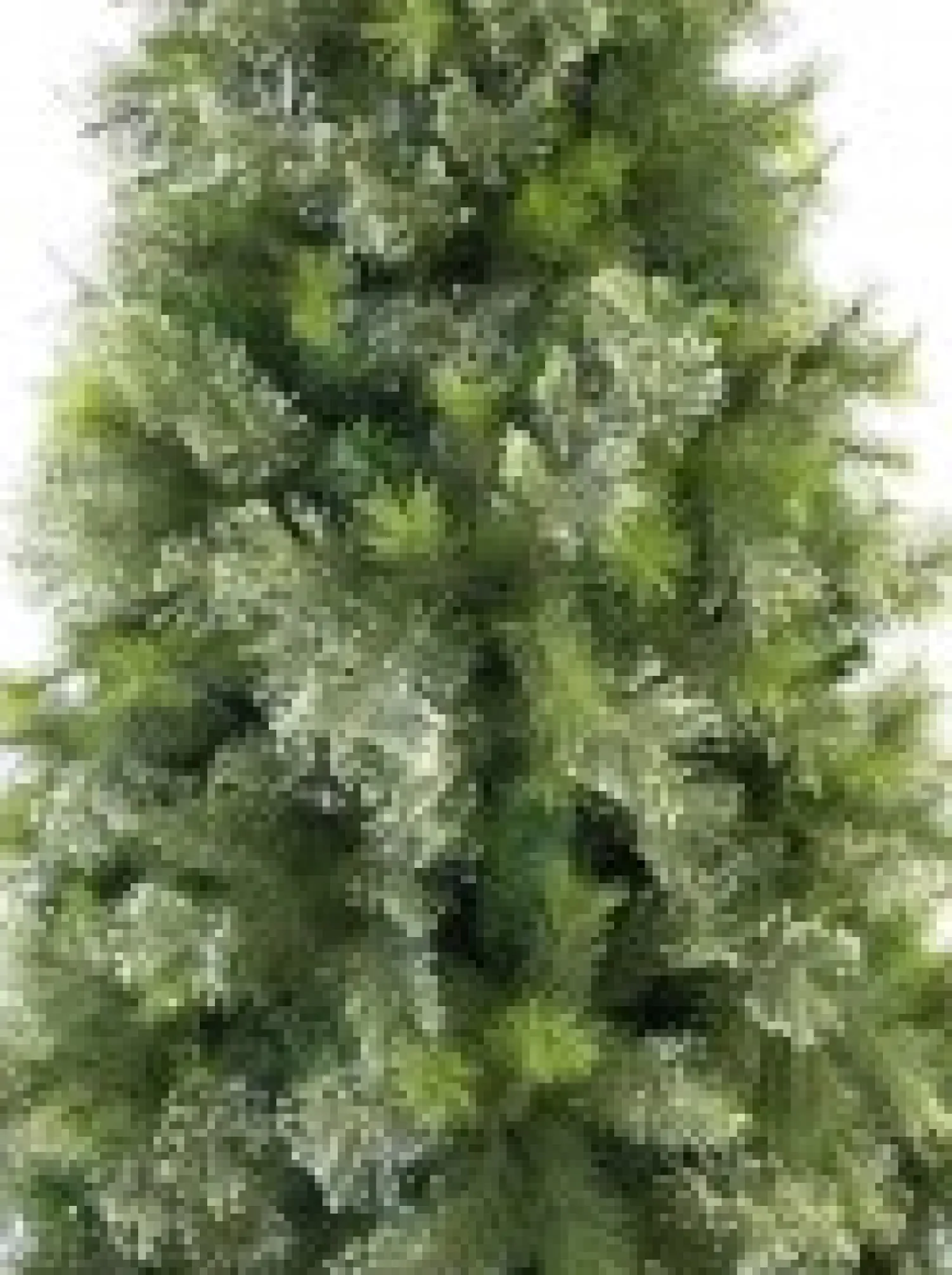 Christmas Warehouse Stratford Mixed Pine Traditional Christmas Tree With 2025 Tips - 2.3M> Traditional Christmas Trees