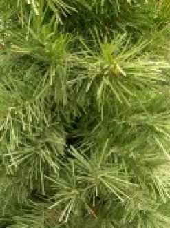 Christmas Warehouse Valley Pine Traditional Christmas Tree With 154 Tips - 1.2M><noscript><img width=